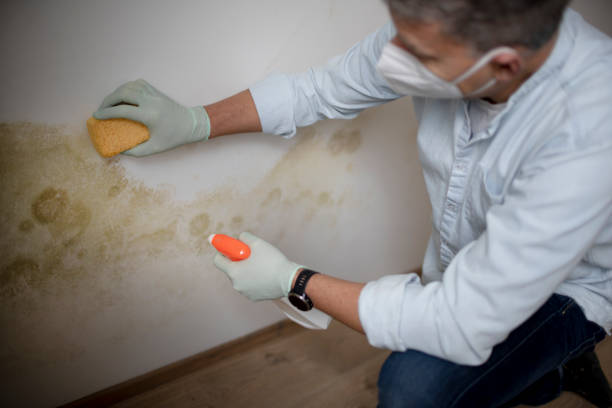 Trusted Central, TN Mold Inspection, Removal & Remediation Experts